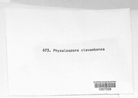 Physalospora clarae-bonae image